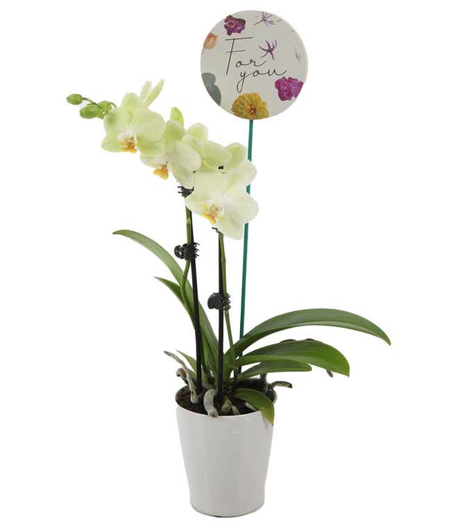 Luminous Yellow Orchid 