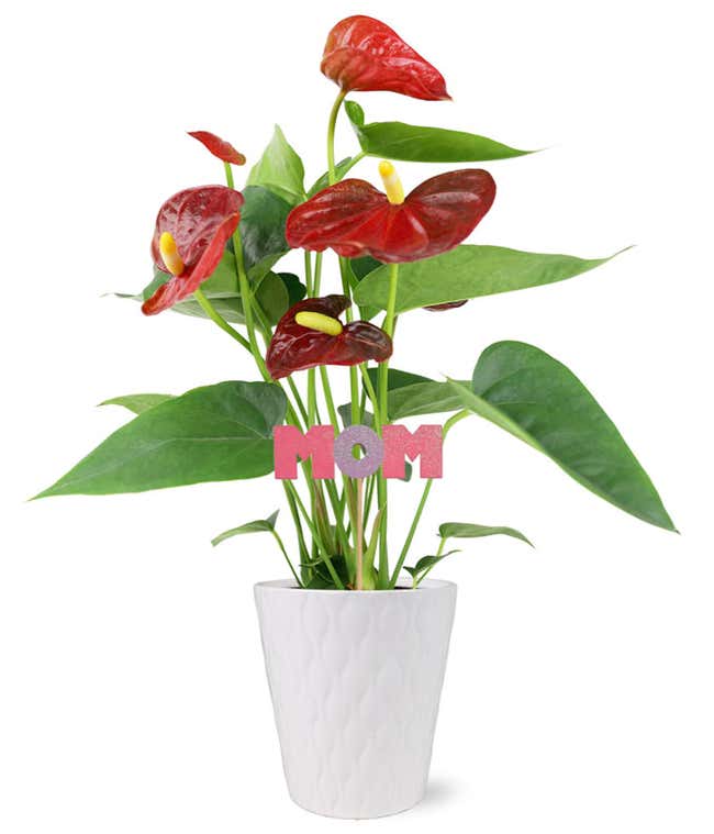 Number One Mom Red Anthurium Plant