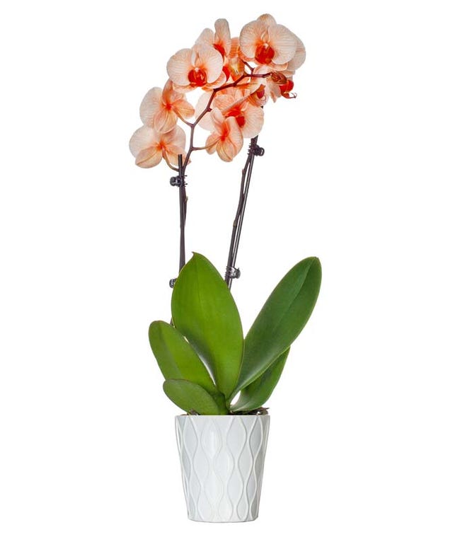 Orchids Orchid Delivery FromYouFlowers 2