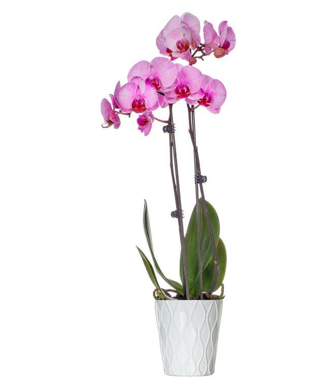 Pink Vibrance Orchid