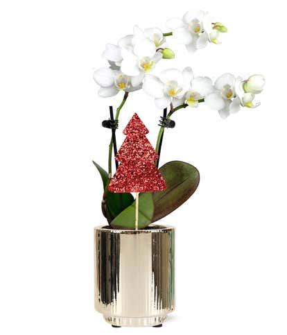 Joyful Christmas Orchid