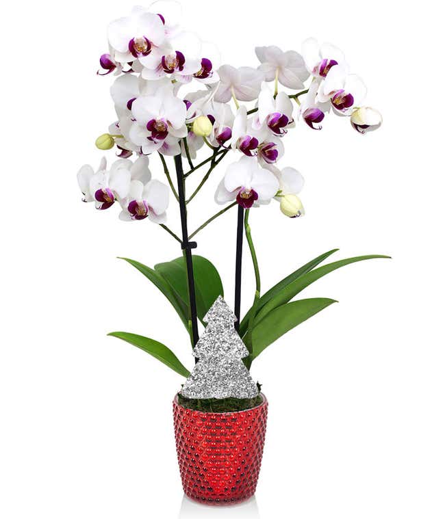 Joyful Christmas Orchid