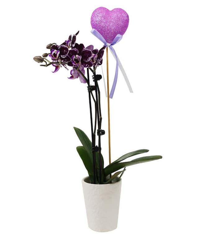 爱你紫色兰花盆栽