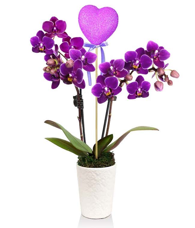 Majestic Magenta Potted Orchid 