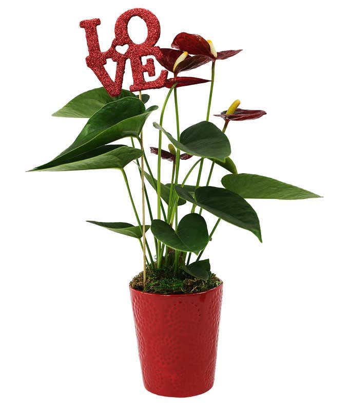 Arrangements Available Nationwide From You Flowers 4