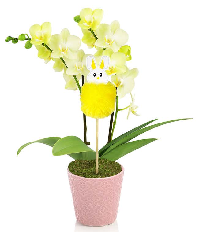 Hoppy Easter Orchid