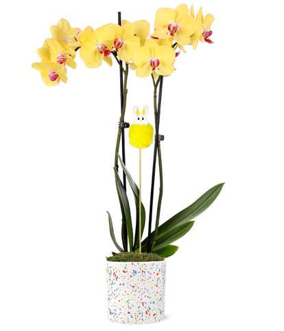 Bunny Hop Orchid Planter