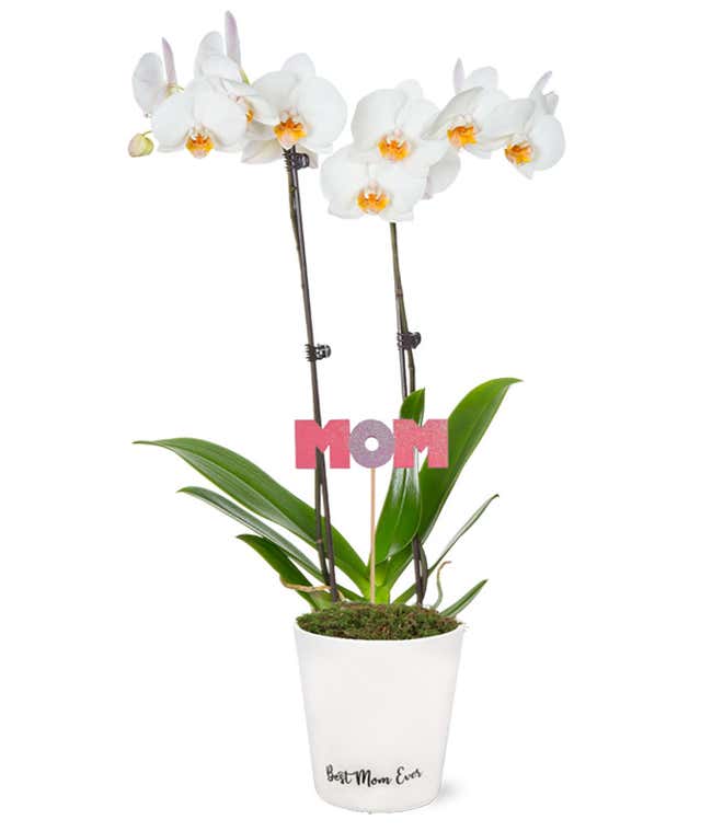Best Mom Ever Orchid Planter