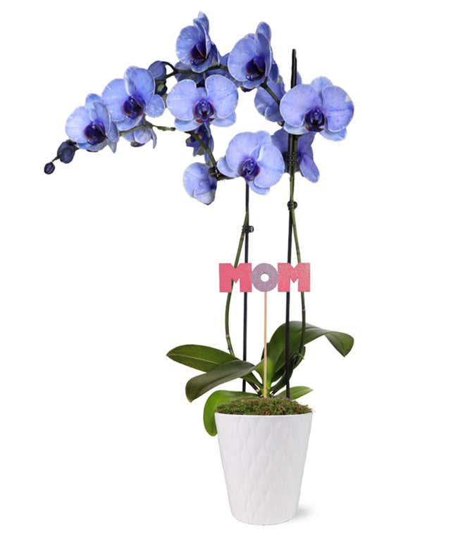 Grace &amp; Beauty Orchid For Mom