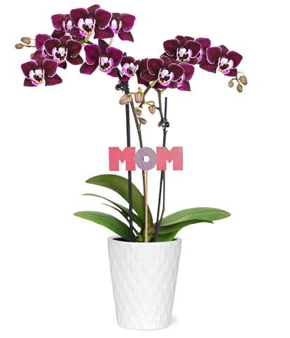 Mama Bear Potted Mini Orchid