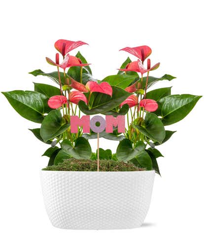 #1 Mom Double Anthurium Planter