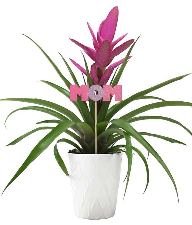 Mother's Day Tropical Potted Plant