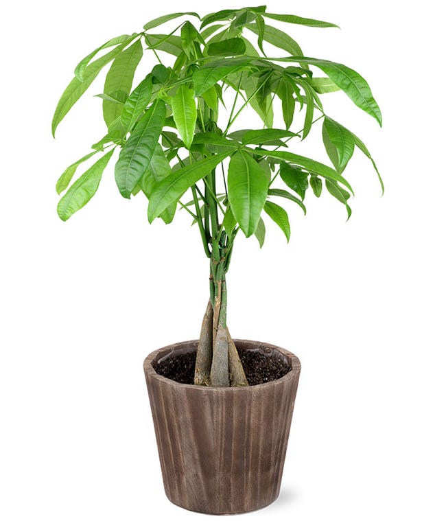 Green Plants House Plant Delivery FromYouFlowers 2