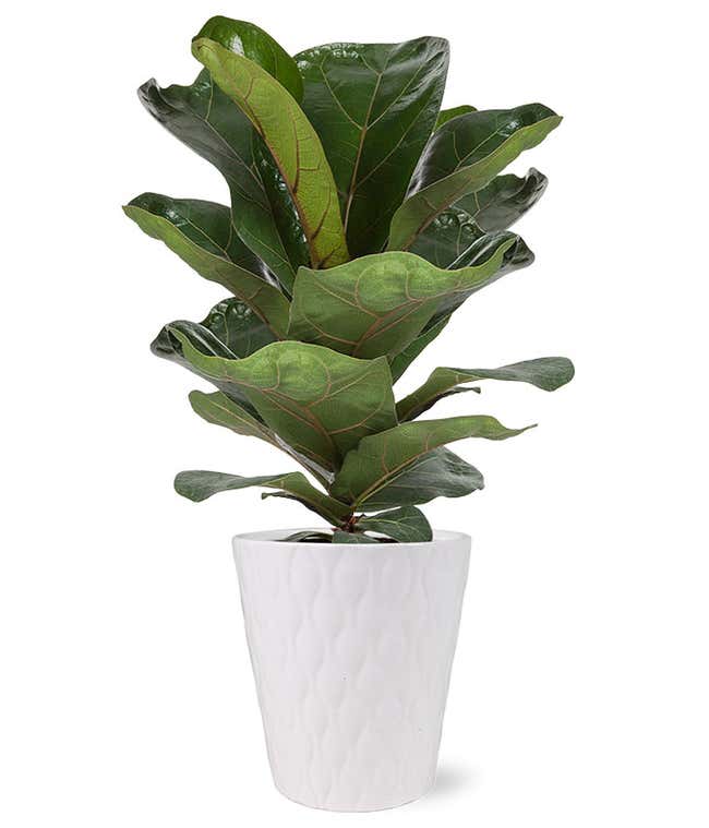 Fiddle Leaf Fig Potted Plant