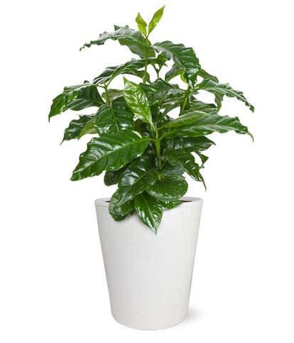 Ethiopian Coffee Plant