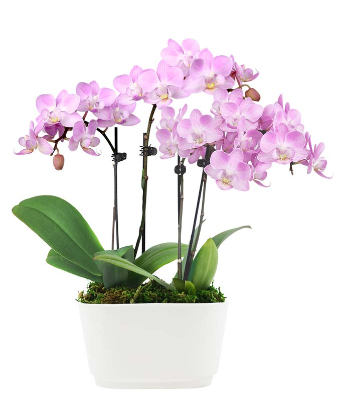 Amazon.com: Dahlia Studios Potted Faux Artificial Flowers Arrangements  Realistic White Phalaenopsis Orchid in Black Pot Home Decoration Living  Room Office Bedroom Bathroom Kitchen Dining Room 25 1/2