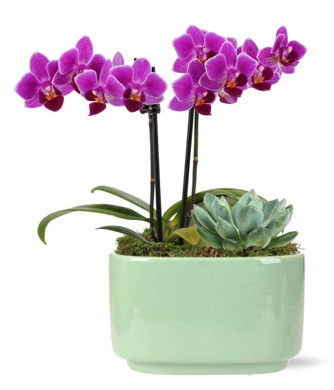 Vibrant Mini Orchid &amp; Succulent Planter 