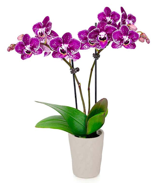 Speckled Tropical Mini Orchid Plant