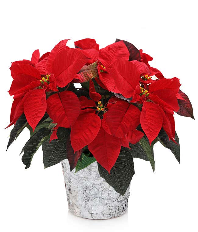 Festive poinsettia plant with vibrant red leaves and green foliage, displayed in a rustic white pot, creating a classic holiday decoration.