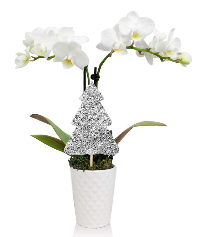 Merry Christmas Mini Orchid