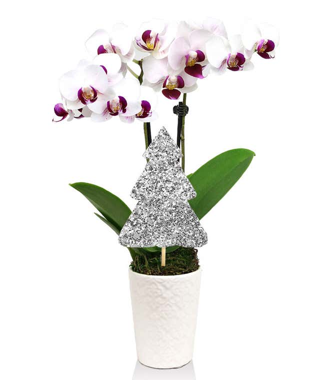  Elegant white orchid with pink centers, supported by a glittering silver tree decoration, placed in a white ceramic pot.