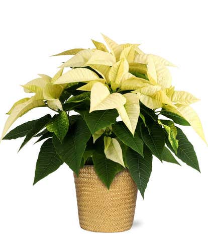 Brilliant White Poinsettia Plant
