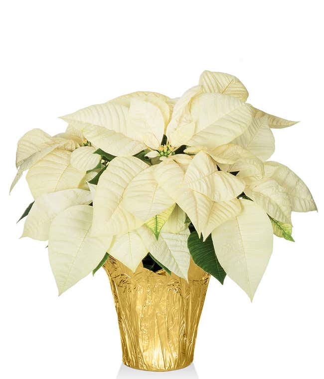 Brilliant White Poinsettia Plant