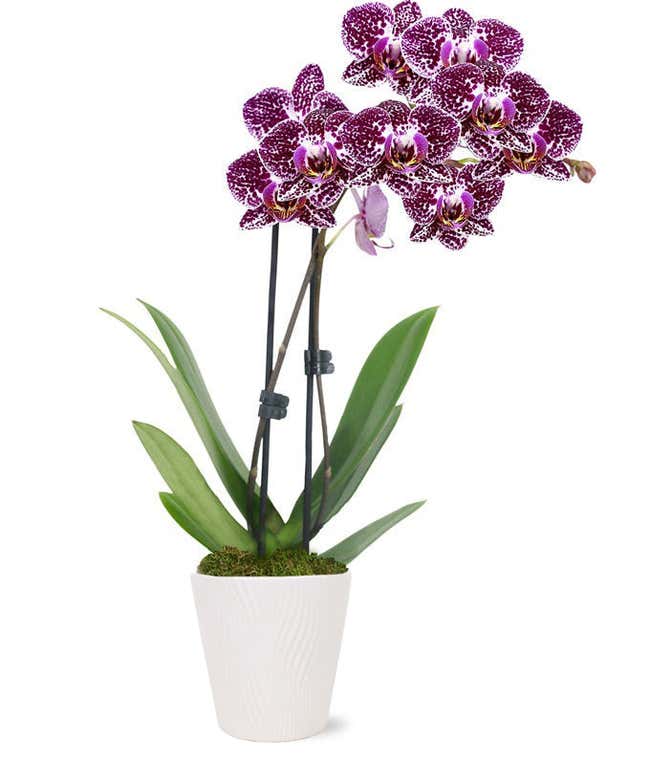 Paradise Purple Orchid
