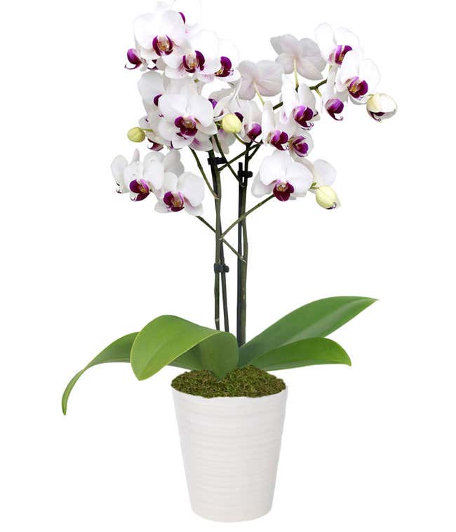 Purple &amp; White Delight Orchid Plant