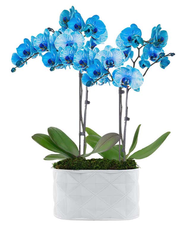 Blue Brilliance Orchid Plant