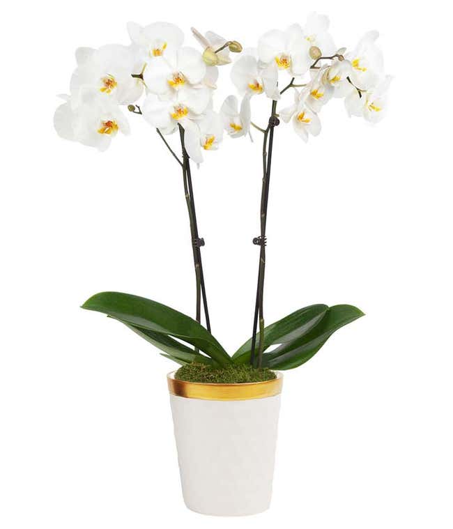 Elegant Excellence Orchid Plant