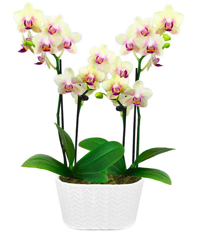 Sunny Smiles Orchid Duo 