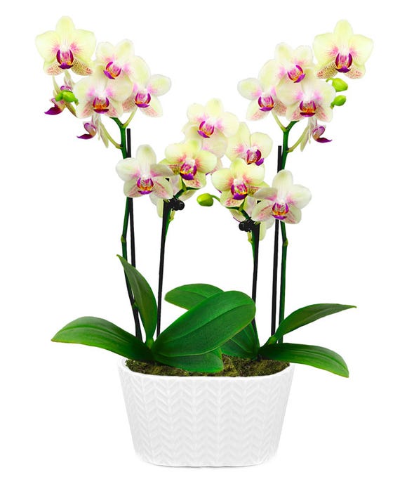 Orchids | Orchid Delivery | FromYouFlowers