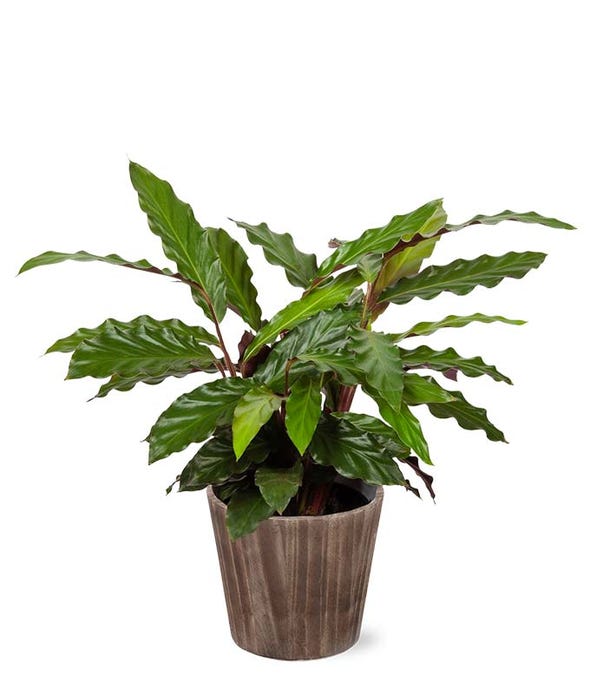 Potted Plants Potted Plant Delivery 2