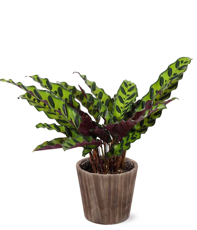 Potted ZZ Houseplant in Natural Wood at From You Flowers
