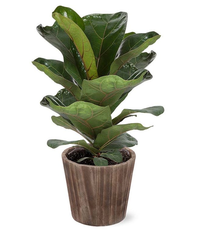 Potted Plants Potted Plant Delivery 2