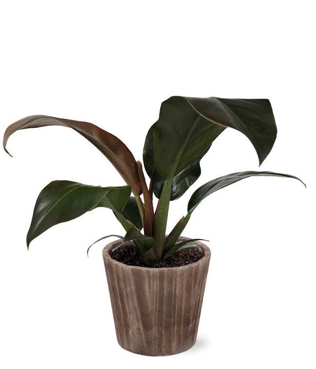 Red Philodendron House Plant in Natural Wood 