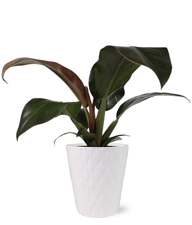 Potted Plants Potted Plant Delivery 2