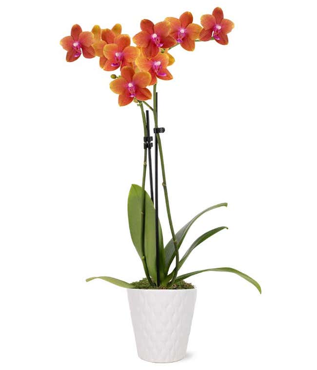 A white textured pot holds two tall stems of orange orchids with pink centers, supported by black stakes. The pot is simple and elegant, complementing the lush green leaves at the base. 