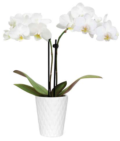 Wistful White Mini Orchid