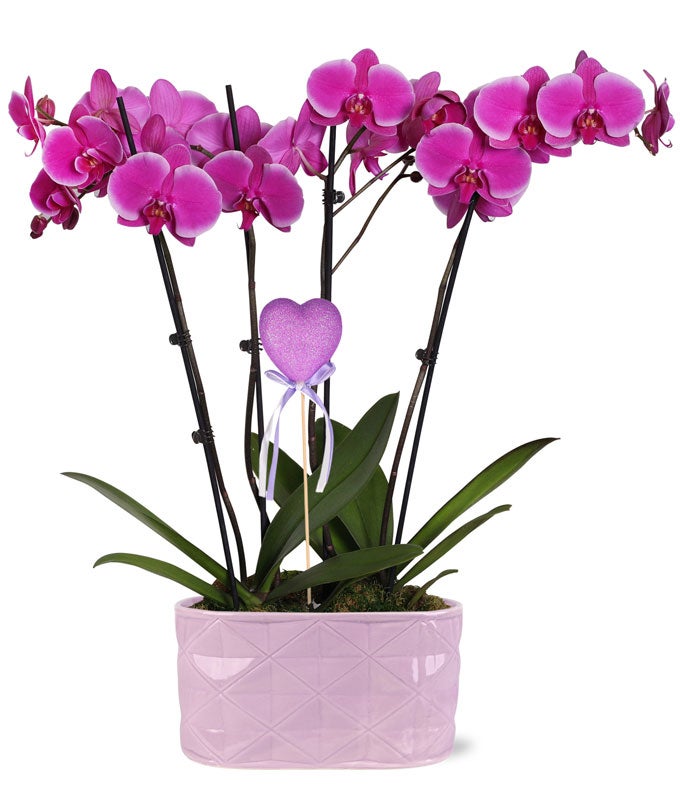 Send orchids discount