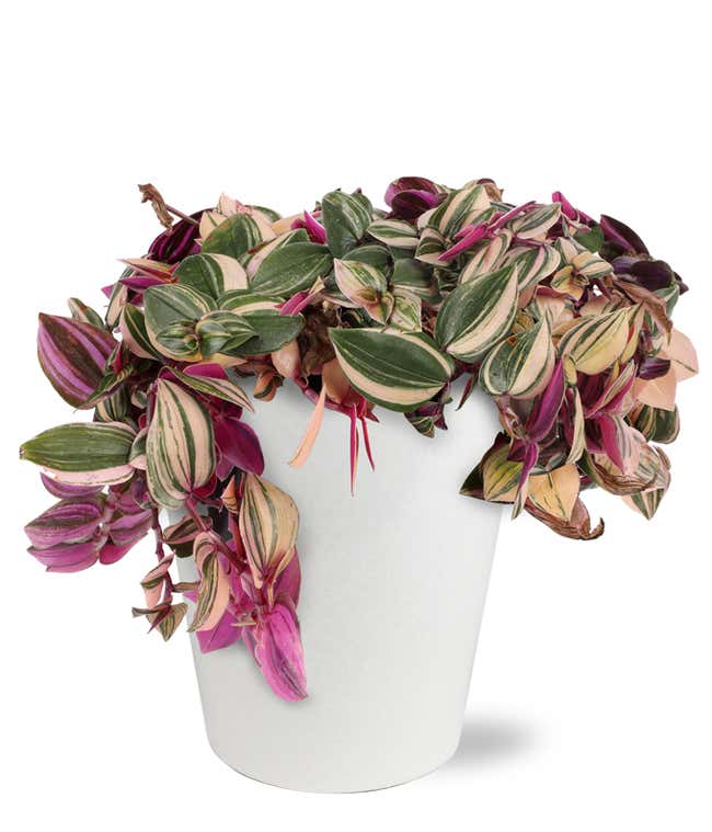 Potted Pink Tradescantia House Plant