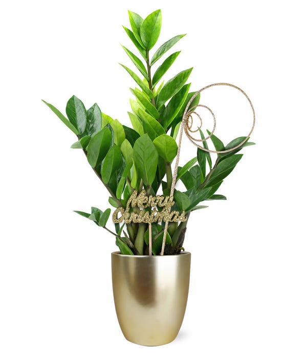 Green Plants House Plant Delivery FromYouFlowers 2