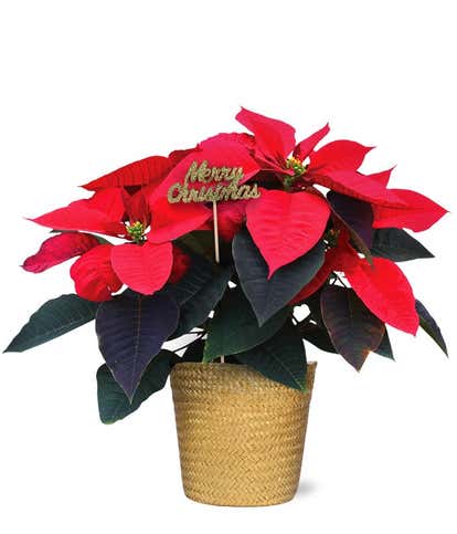Premium Merry Christmas Poinsettia
