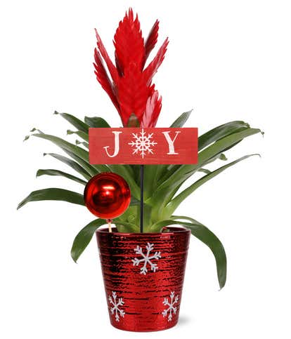 Red Bromeliad Holiday Joy