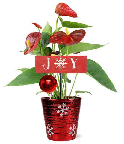 Holiday Joy Red Anthurium