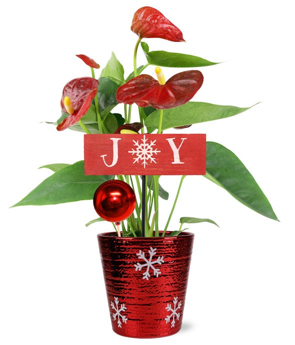 Christmas Plant Delivery FromYouFlowers 2
