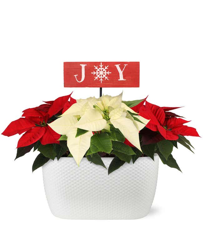 Holiday Joy Red &amp; White Poinsettia 