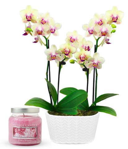 Sunny Orchid & Cherry Blossom Candle Bundle