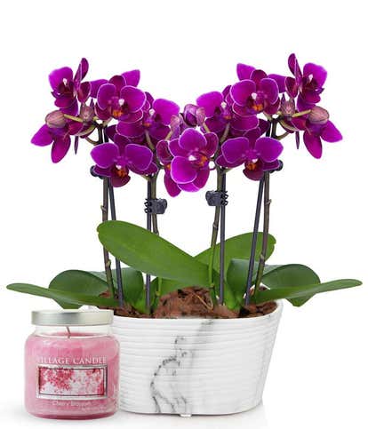 Vibrant Purple Orchid and Cherry Blossom Candle Set